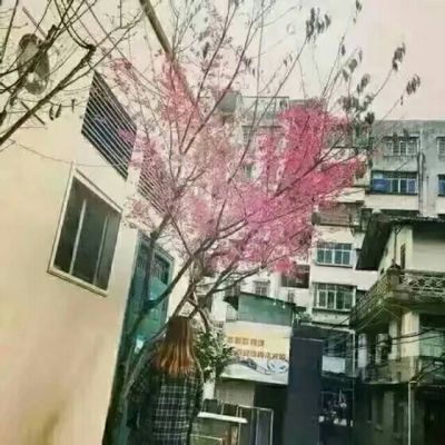 "花雨"情头
