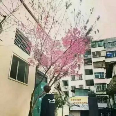 "花雨"情头