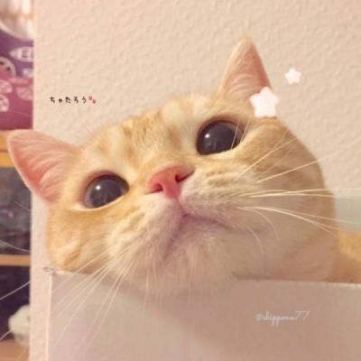 吸猫吸猫