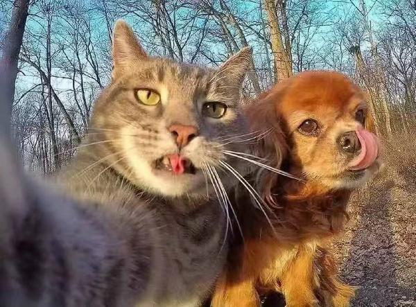猫咪和狗狗的图片搞笑可爱 我们彼此相爱就是为民除害 第3张