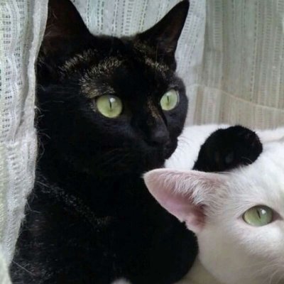 搞怪小猫猫情头
