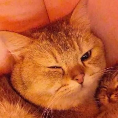 草莓粥:猫咪情侣头像