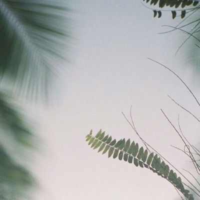 白灏宇:风景静物头像/绿色植物/大海/烟火/花朵郁金香