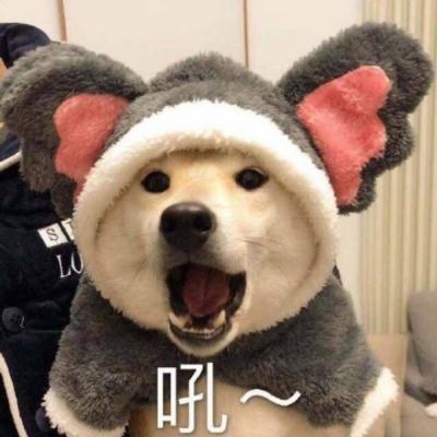 狗子恶搞图_微信头像_我要个性网