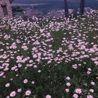 雏菊  雏菊花花语代表纯洁的
