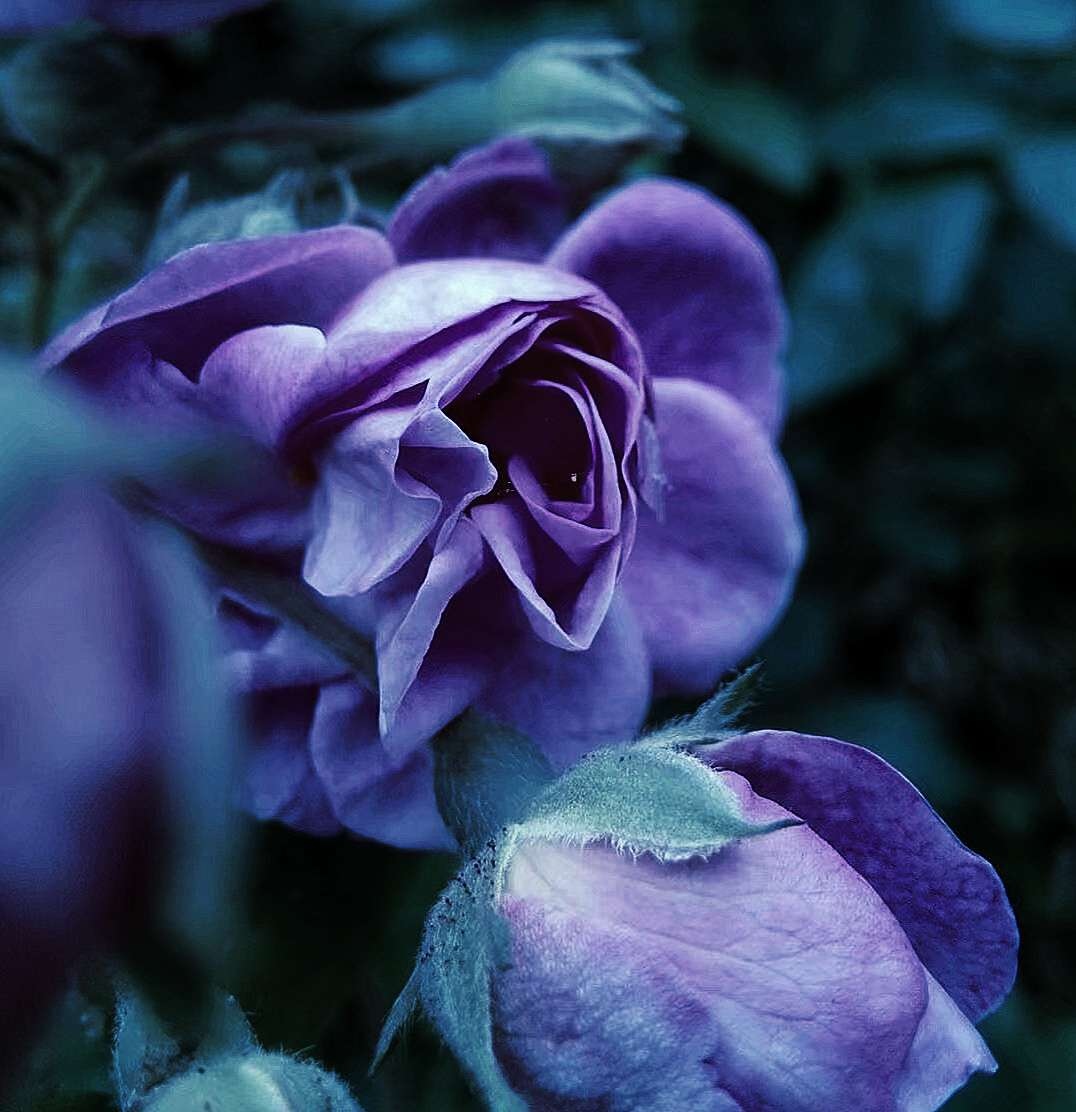 紫色野玫瑰
