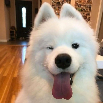 可爱狗狗头像 请接收来自小可