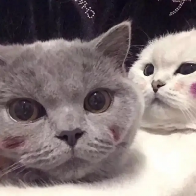 七漆 情头 猫猫狗狗什么的超可爱的_情侣头像_我要
