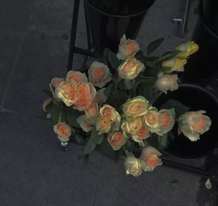 蔷薇杀手又怎样最终还是落入你用花做的网三十万悬赏金是送你最后的