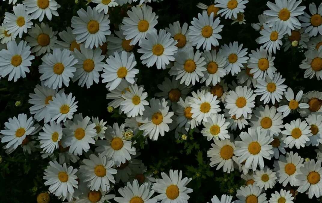 高清菊花背景图