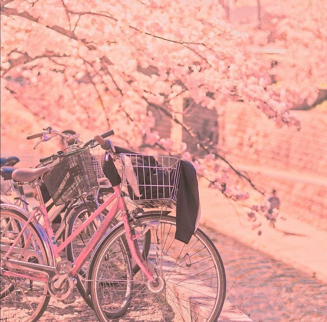 雪梨 唯美意境风景粉色系美图/all the good luck is on the way.