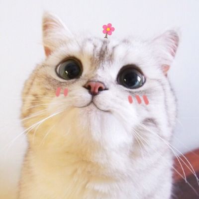 可爱小猫头像 微信图片