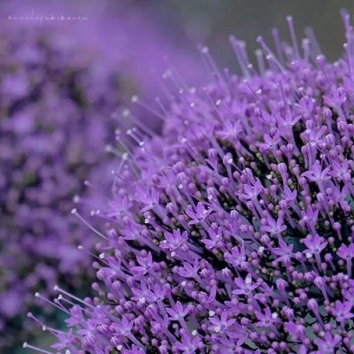 紫色花朵微信头像图片
