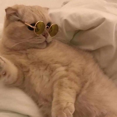 搞怪小猫猫情头