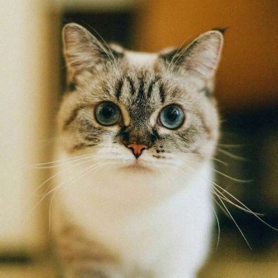 可爱的猫猫头像微信图片