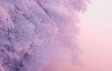 粉色樱花背景图