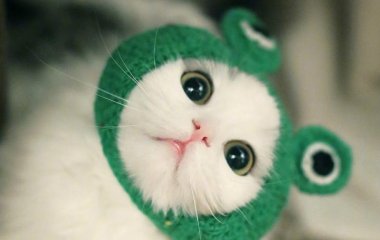 喵喵：偶是世界上最可爱的小喵