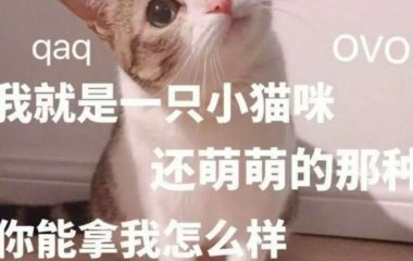 可爱猫猫表情包