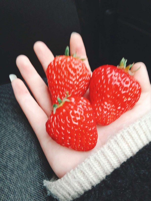 手拿草莓照片真实图片