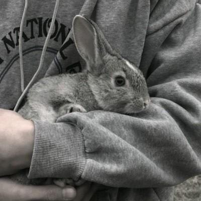 兔子男生头像图片图片