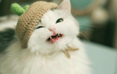 萌的一脸血