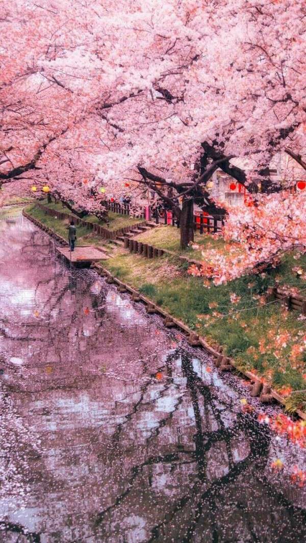 樱花树照片 唯美古风图片
