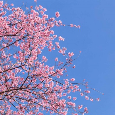 冬天之后的樱花头像图片