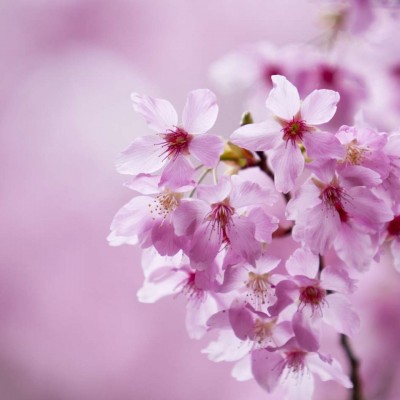 日本樱花图片头像图片