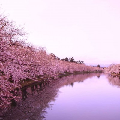 樱花头像