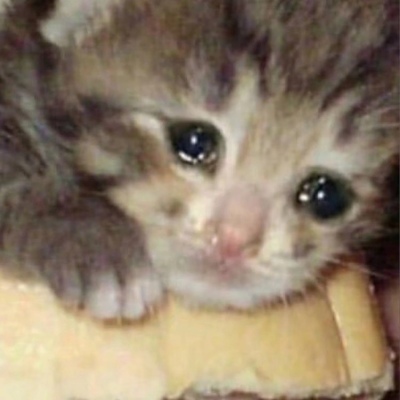 猫猫哭泣原图图片