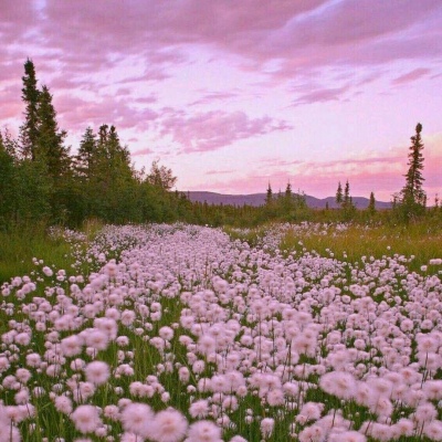 鲜花头像 阳光图片