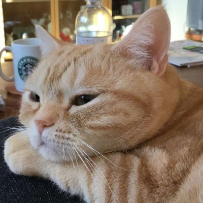 男生橘猫头像图片