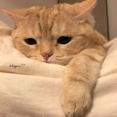 沙雕橘猫头像高清图片