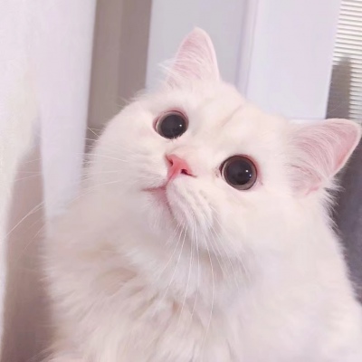 白灏宇:可爱猫咪头像    现在是小可爱 老了就是大可爱