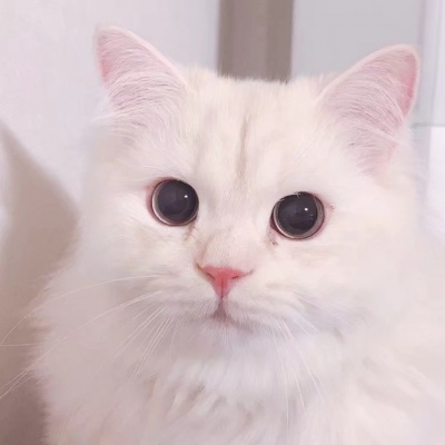 可爱的白猫 头像图片