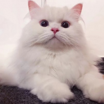 纯白猫咪头像图片