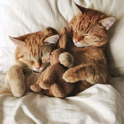 两只猫抱在一起的头像图片