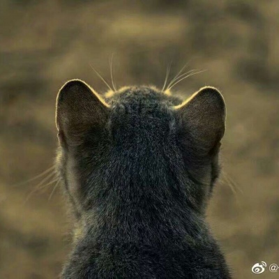 猫咪背影头像真实图片