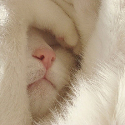 白色猫咪头像 微信图片