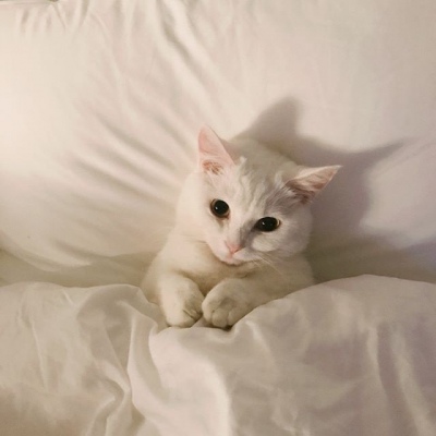 小白猫微信头像图片