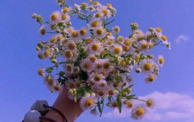 唯美蓝天雏菊