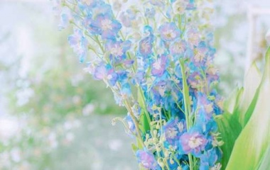 小清新/蓝色花朵/风景壁纸