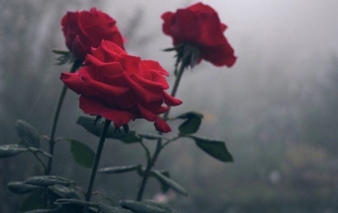 唯美玫瑰花壁纸