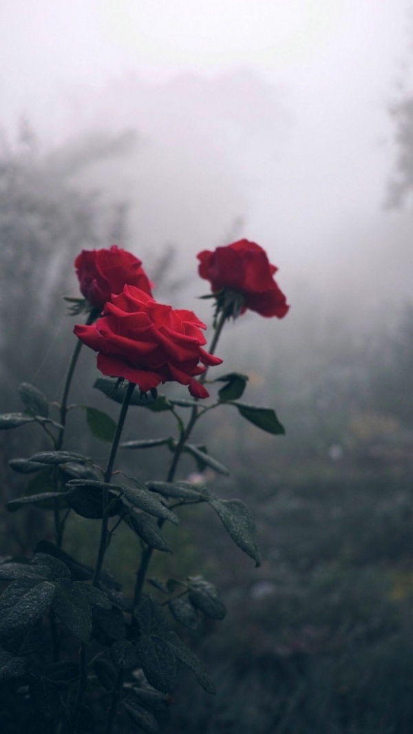 玫瑰花唯美图片意境图片