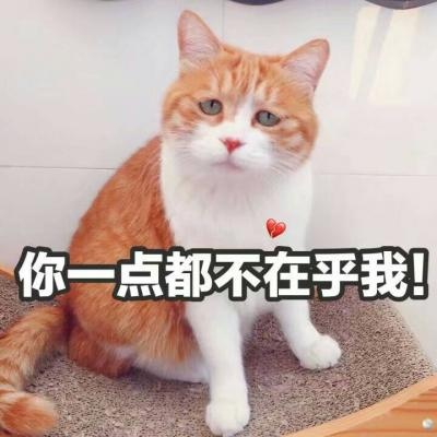 江煜/可爱猫猫表情包
