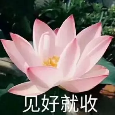 最近超火的莲花头像 风景静物头像 我要个性网