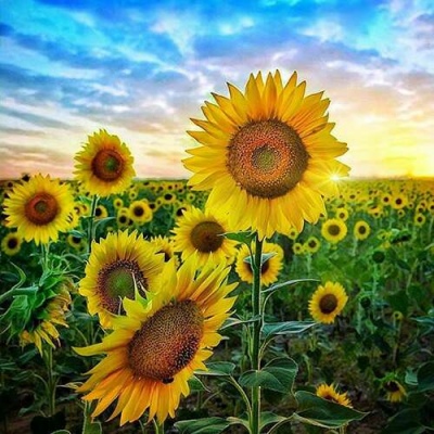 太阳花头像风景图片