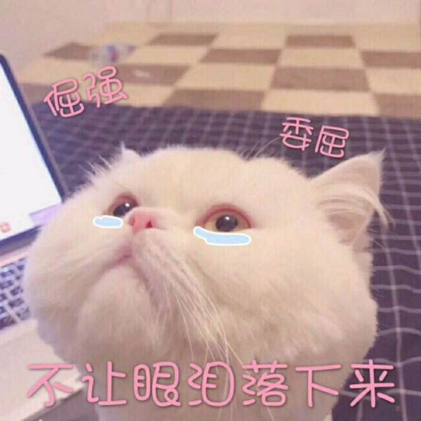 芯儿 可爱猫咪表情包头像