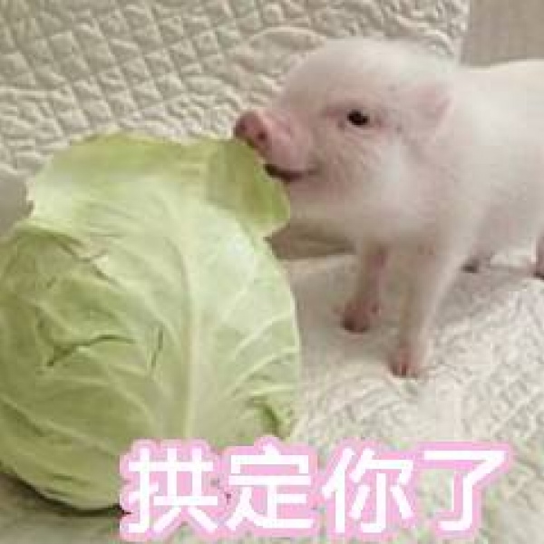 突然发现全世界的猪都是一个样，一辈子都在拱白菜，最后被白菜宰割。