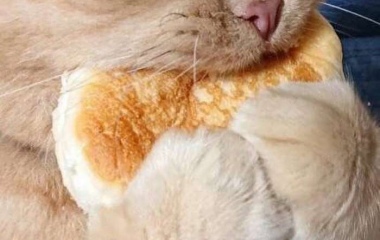 可爱猫咪吃饼